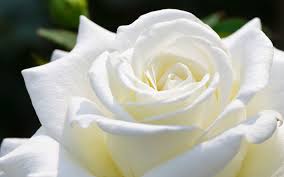 white roses flowers wallpapers on