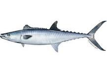 Who eats king mackerel?