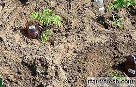 Сроковете на засаждане на растенията в полиетиленови оранжерии в зависимост от за ранни домати обикновено се използват високо растящи сортове, които се отглеждат на колове. Na Kakvo Razstoyanie Da Zasadyat Domati Shema Na Zasazhdane Gradinarstvo 2021