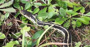 Get Rid Of Snakes From Your Back Yard