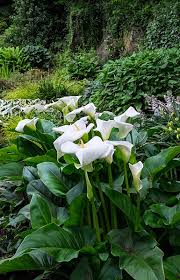 a favorite pond plant the calla lily