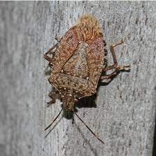 how to stop stink bugs from getting in
