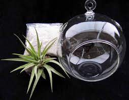 Airplant Hanging Glass Globe Terrarium