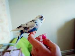 birds need their nails trimmed
