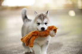 siberian husky puppy hold doll in mouth