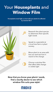 Window Kill Indoor House Plants