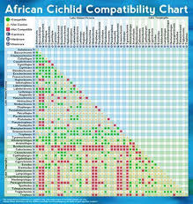 African Cichlid Compatibility Chart Cichlids Freshwater