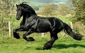 black horse 2560x1600 Wallpapers 3d ...