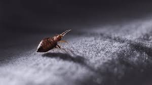 the bed bug life cycle and how to get