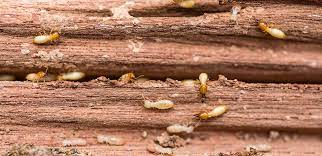 termites in roof what to do 1 800