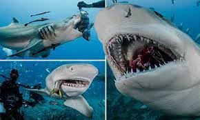 How many rows of teeth does a shark have? Lemon Shark Bears Its Razor Sharp Teeth In Jupiter Florida Daily Mail Online