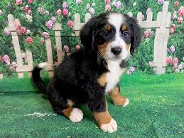 Located in the beautiful ozark mountains of south central missouri. Bernese Mountain Dog Puppies Petland Mason Oh