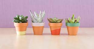 paint terracotta pots for succulents