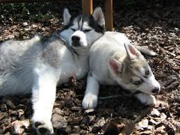 the siberian husky breed good and bad