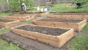 how many tomato plants in raised bed