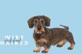 The top layer of hair is short and wiry, and the undercoat is soft and fluffy. Wire Haired Dachshunds 13 Things You Need To Know