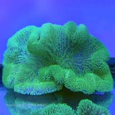 carpet anemone green