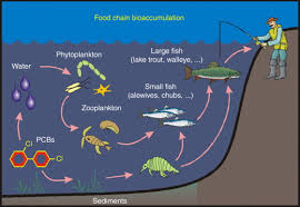aquatic food webs an overview
