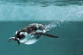 It is not known how penguins locate prey in the darkness, at night, or at great depths. How Do Penguins Get Their Food Penguins Blog