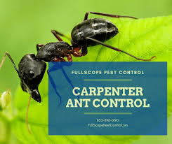 get rid of carpenter ants in my home