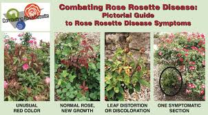 Rose Rosette Virus Status Update
