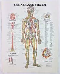 Details About Vintage The Anatomical Chart Series Book Print 1988 The Nervous System