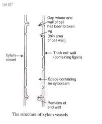 labelled diagram of i a xylem vessel