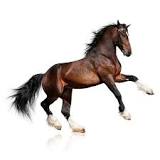 what-is-the-lifespan-of-a-clydesdale-horse