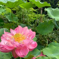 How To Grow Lotus In Containers