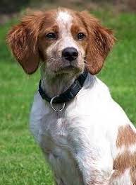Dogs & puppies for sale. 37 Best French Brittany Spaniel Ideas French Brittany Spaniel Brittany Spaniel French Brittany
