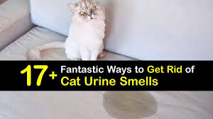 smart ways to get rid of cat urine smell