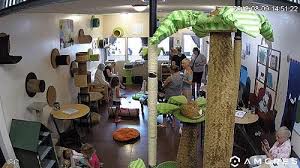 Most cats are up for adoption. Live Cat Cafe Webcam Hd Stream San Diego Ca Usa