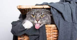 cat smell out of clothes and linens