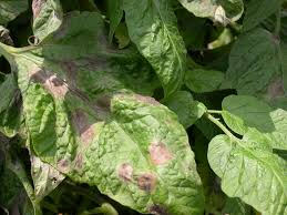 late blight management for fall winter
