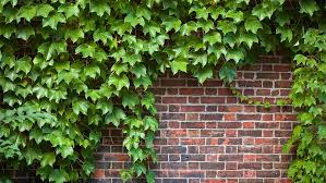 Is Ivy Poisonous To Dogs Find Out