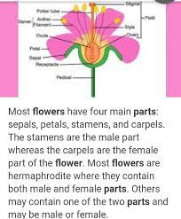 describe the basic strure of a flower