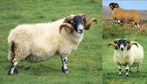 Scottish Blackface Sheep Breed Everything You Need To Know