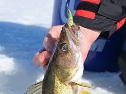 Ice Fishing Quandary The Jigging Spoon