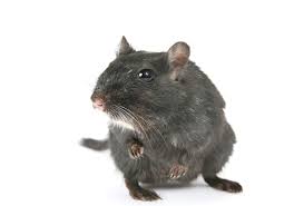 natural rodent repellents available