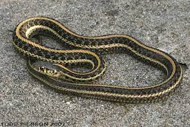 The prairie research institute's illinois natural history survey provides species distribution maps and more natural history. Thamnophis Radix The Reptile Database
