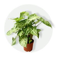 Syngonium Green Plant Galleria