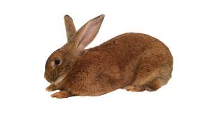 60 Pet Rabbit Breeds From A To Z With Pictures