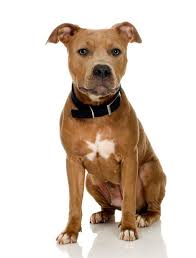 Best Dog Food For Pitbulls Buyers Guide For Puppy Adult