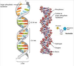double helix structure of dna which