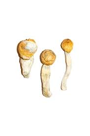 Buy Penis Envy Magic Mushrooms Online | Magic Mushrooms Dispensary