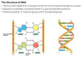 chapter 4 dna chromosomes and