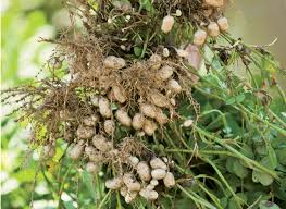 go to guide for good groundnuts crop