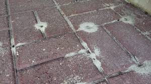 pavement ants breakthrough pavers in