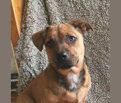 Most staffordshire bull terriers will live peacefully with the dogs and cats in their own family. Embark Dog Dna Test Breed