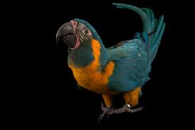Macaws National Geographic
